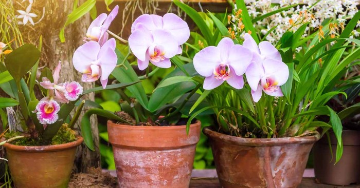 How to plant orchid seeds