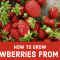 How to Plant Strawberry Seeds A Gardeners Guide