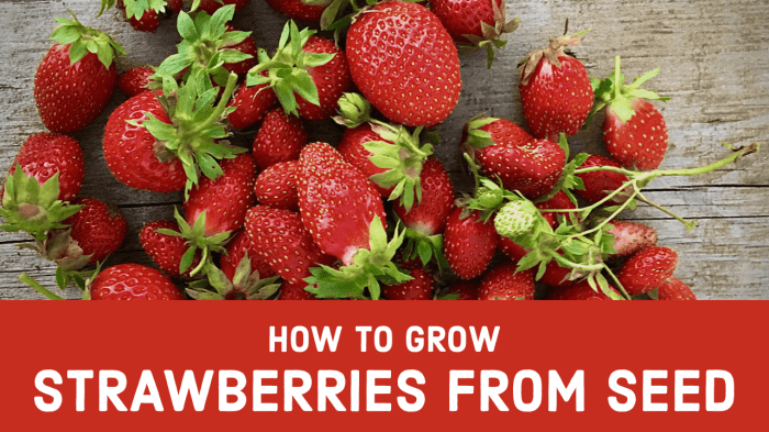 How to plant strawberries seeds