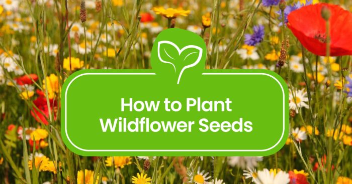 Wildflowers plant flowers time when grow blog bloom organic