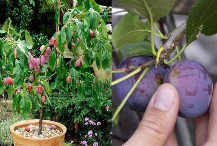 How to plant a plum tree from seed