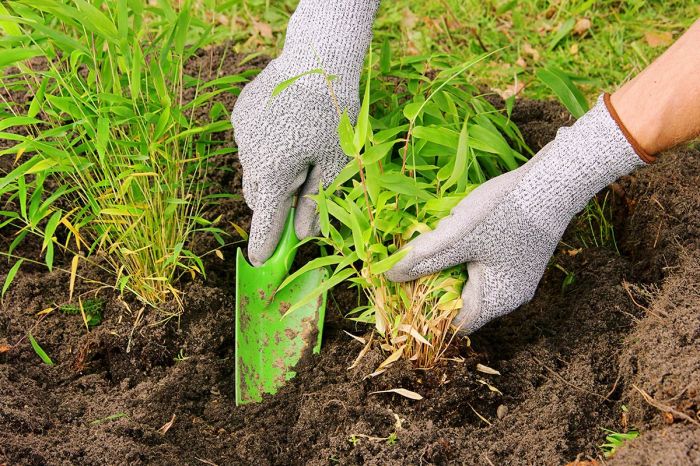 How to plant bamboo seeds