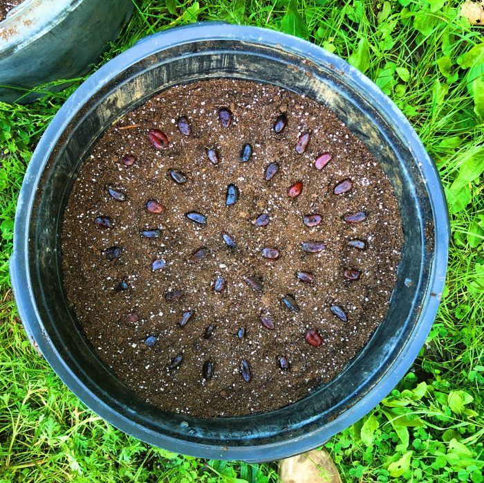 How to plant a pawpaw seed