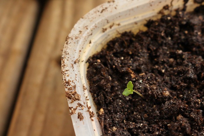 How to plant lavender from seed