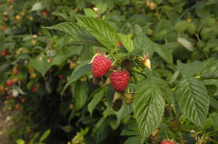 How to plant raspberry seeds