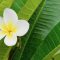 How to Plant Frangipani Seeds