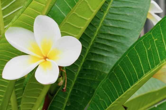 How to plant frangipani seeds