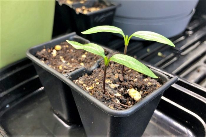 When to plant pepper seeds indoors