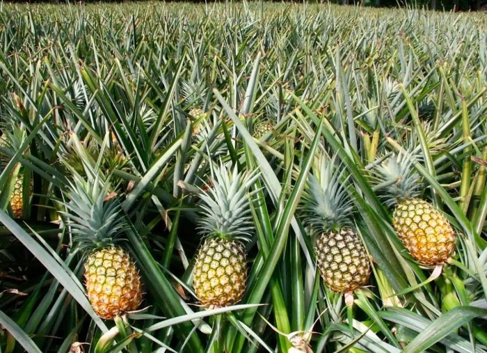 How to plant pineapple seeds