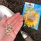 When Can You Plant Sunflower Seeds?