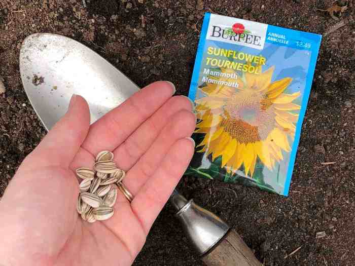 When can you plant sunflower seeds