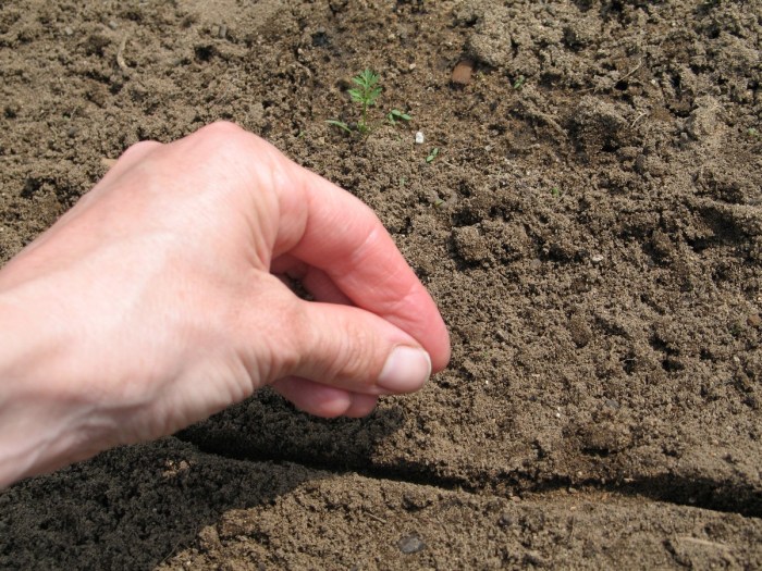 How to plant carrots from seeds