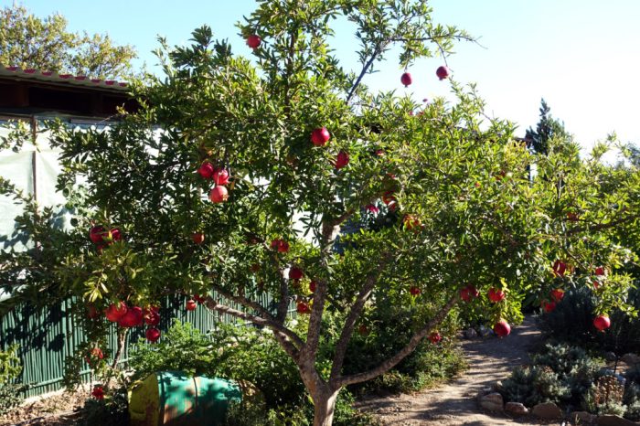 How do you plant pomegranate seeds