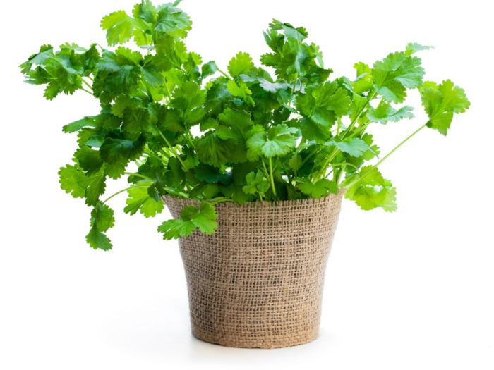 Cilantro seed santo seeds coriandrum sativum