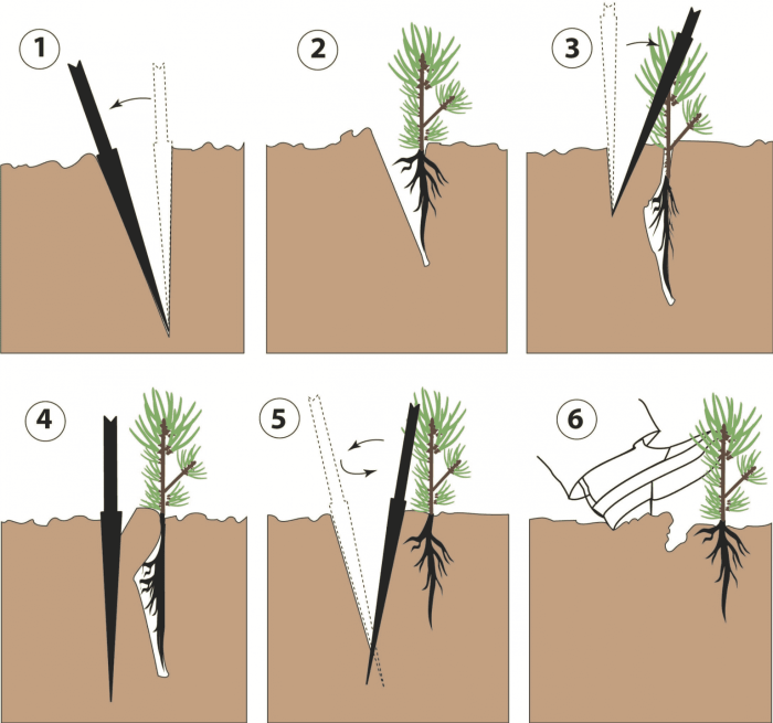 Lodgepole pine seedlings arrive inches