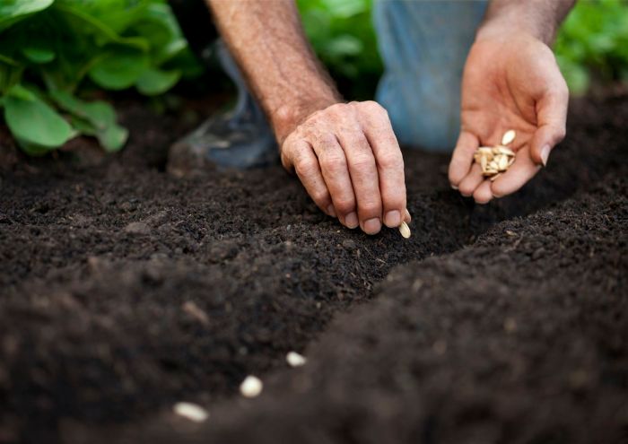 How to dry seeds for planting