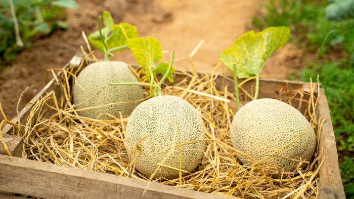 How do you plant cantaloupe seeds