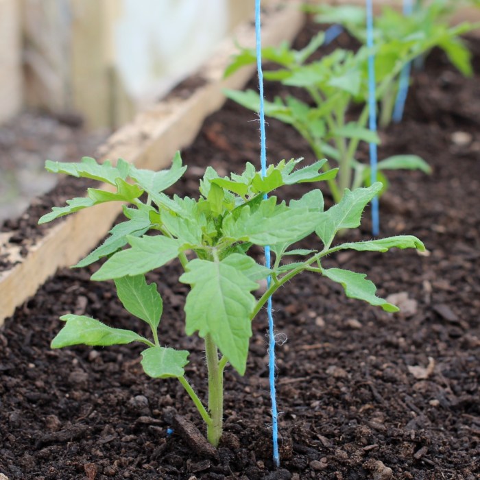 How to plant tomatoes seeds