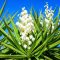 How to Plant a Yucca Seed