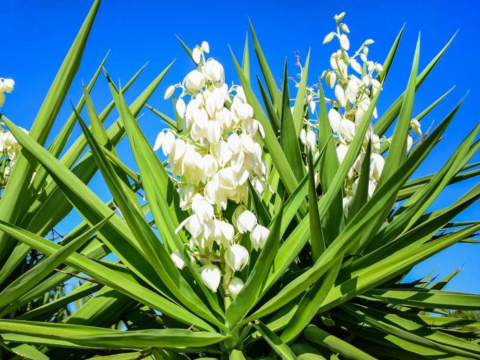 How to plant a yucca seed