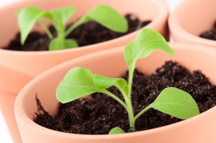 When to plant petunia seeds