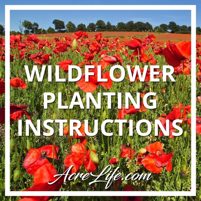 When to plant wildflower seeds in pa