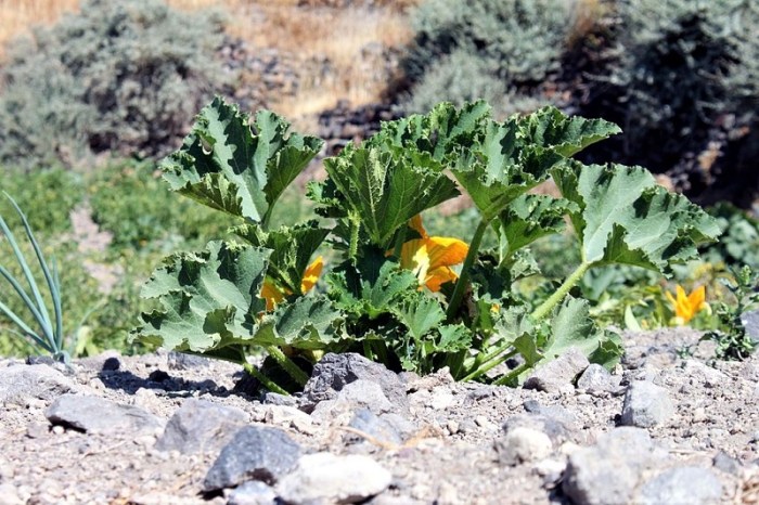 How to plant zucchini from seed