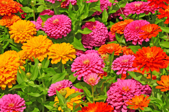 When to plant zinnia seeds zone 7