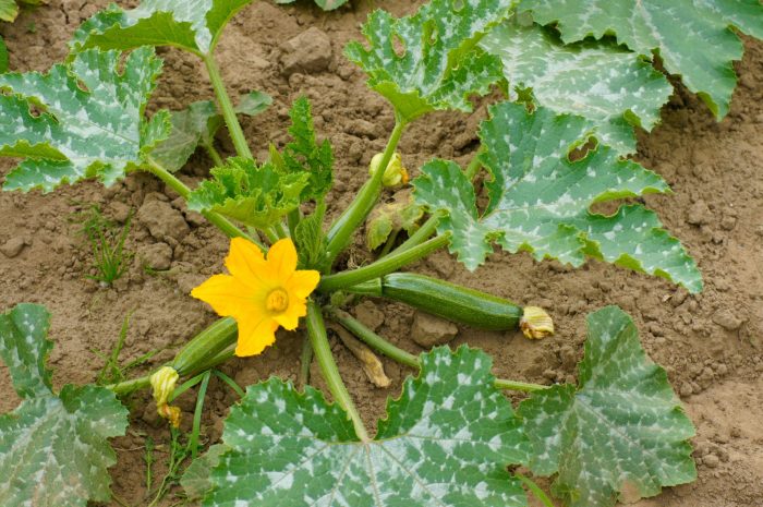 When to plant zucchini seeds