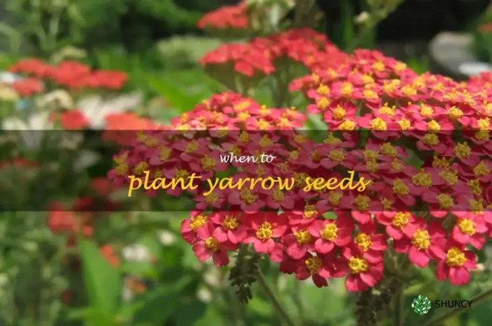 Yarrow grow flower plant saved