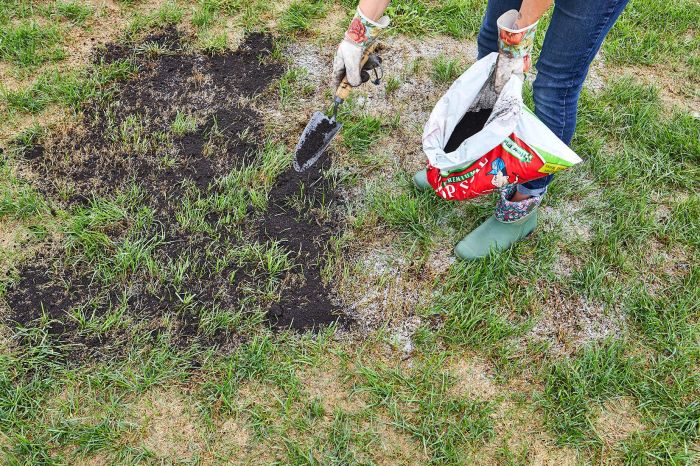 How to plant grass seed in bare spots