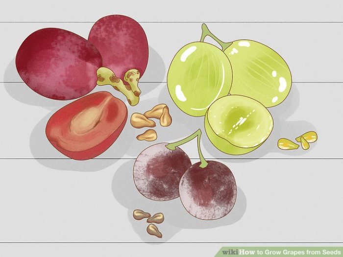 How to plant grapes from seeds