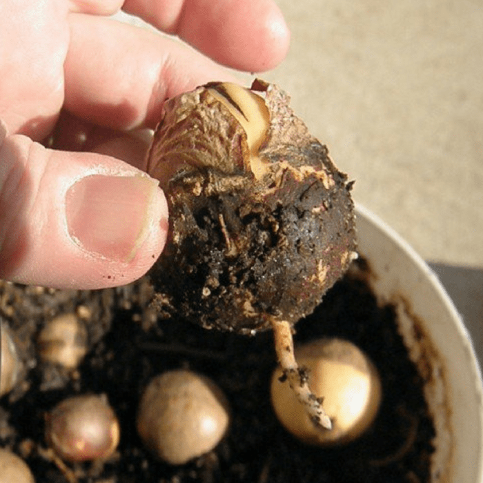 Avocado root stalk soil sprouts