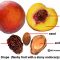 How Do You Plant Peach Seeds?