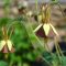 When to Plant Aquilegia Seeds