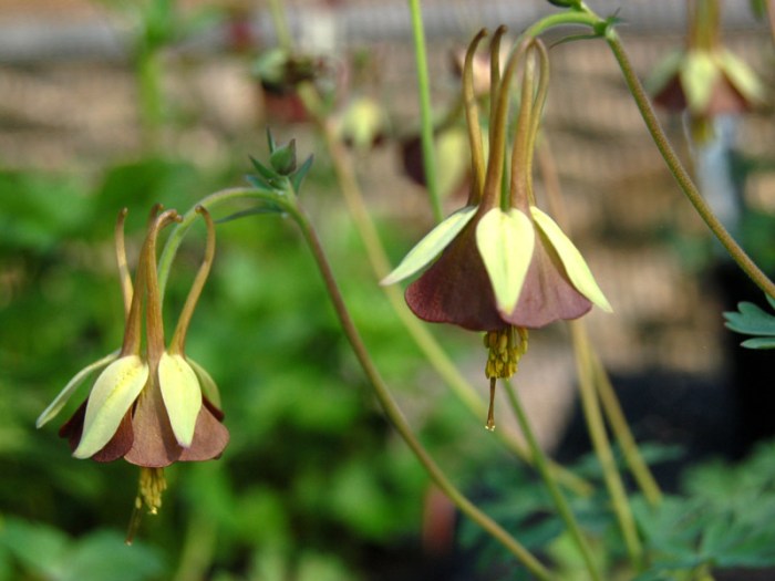 Aquilegia black barlow seeds