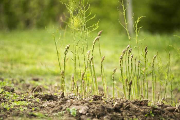 Asparagus growing planting grow crowns garden