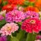 How Deep to Plant Zinnia Seeds