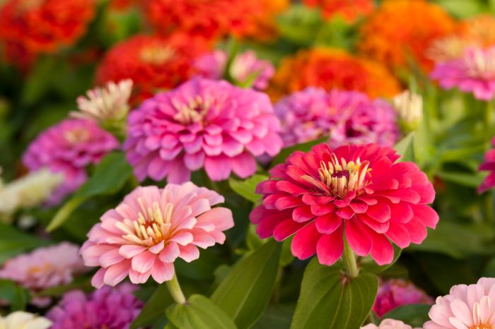 How deep to plant zinnia seeds