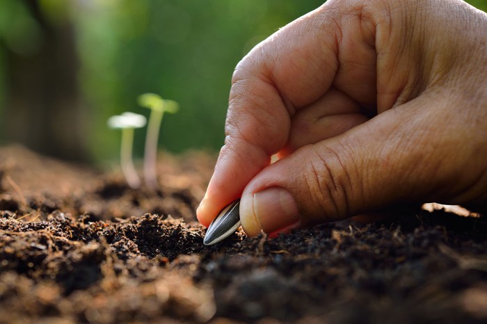 Is it too late to plant sunflower seeds