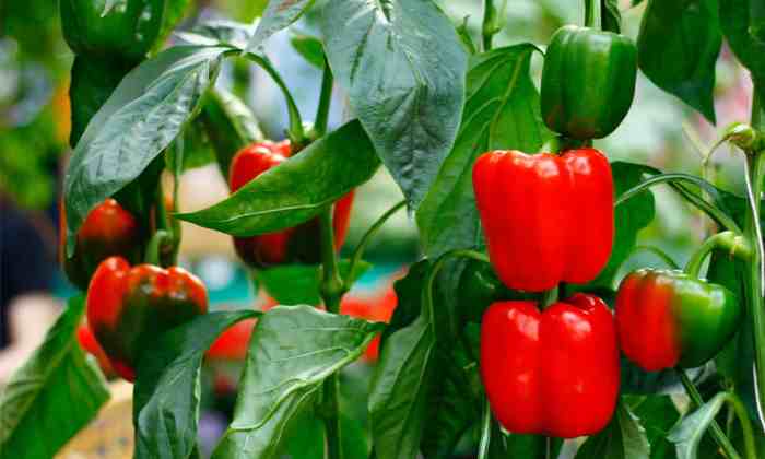 How to plant green pepper seeds