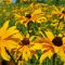 When to Plant Wildflower Seeds in PA