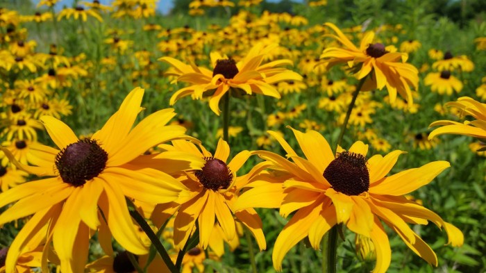 When to plant wildflower seeds in pa