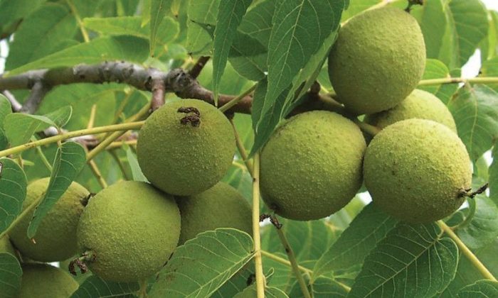 How do you plant a black walnut seed