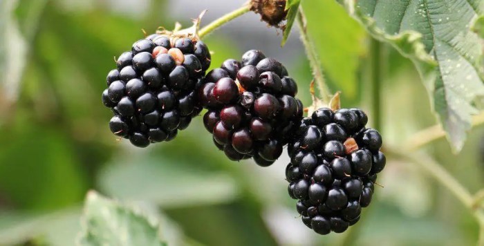 Blackberries grow growing berries garden plants blackberry trellis fence fruit hgtv can support bush thornless pots own small plant raspberry