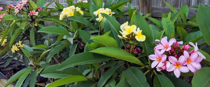 How to plant frangipani seeds