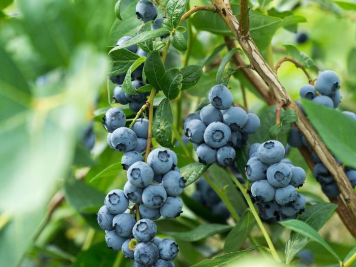 How to plant a blueberry seed