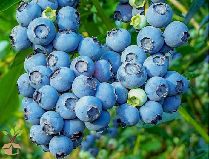 How to plant a blueberry seed