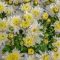 How to Plant Chrysanthemum Seeds