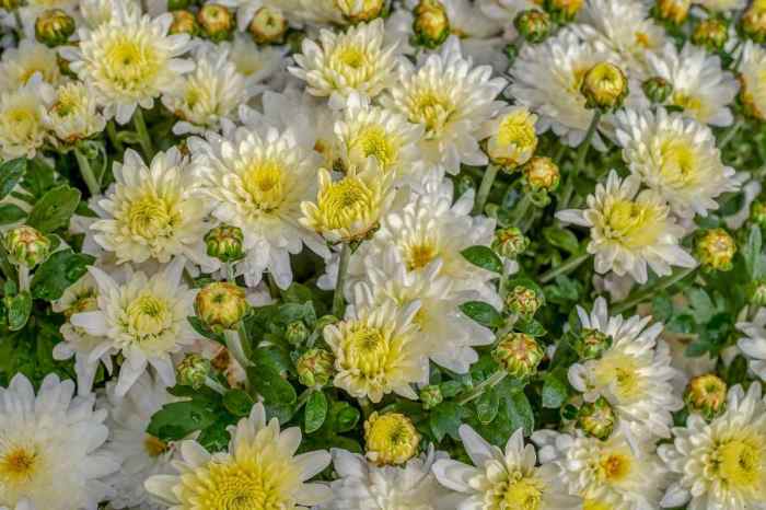 How to plant chrysanthemum seeds